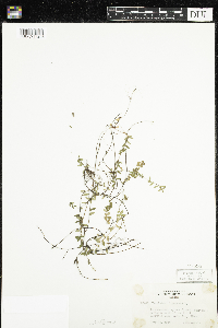 Vaccinium oxycoccos image