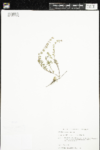 Vaccinium oxycoccos image