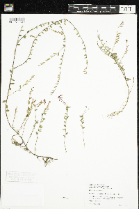 Vaccinium oxycoccos image