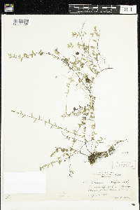 Vaccinium oxycoccos image