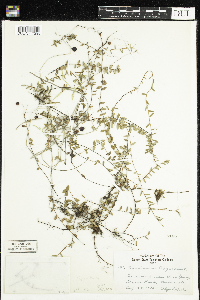 Vaccinium oxycoccos image