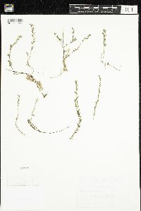 Vaccinium oxycoccos image