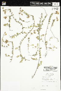 Vaccinium oxycoccos image