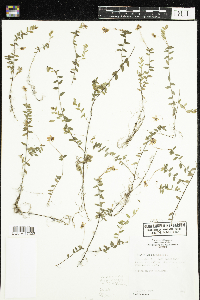 Vaccinium oxycoccos image