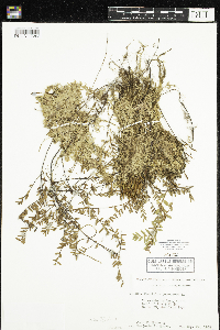 Vaccinium oxycoccos image