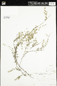 Vaccinium oxycoccos image