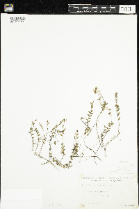 Vaccinium oxycoccos image