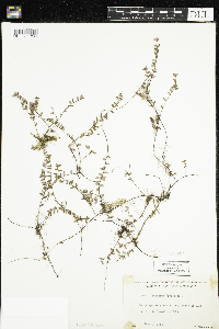 Vaccinium oxycoccos image