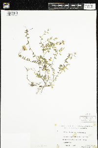 Vaccinium oxycoccos image