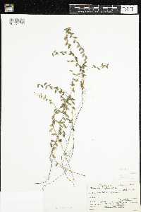 Vaccinium oxycoccos image
