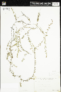 Vaccinium oxycoccos image