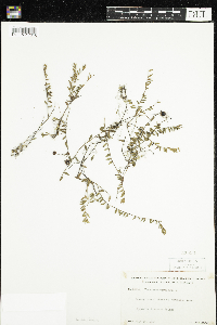 Vaccinium oxycoccos image