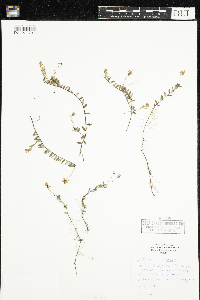 Vaccinium oxycoccos image