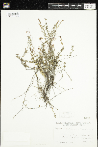 Vaccinium oxycoccos image