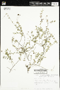 Vaccinium oxycoccos image