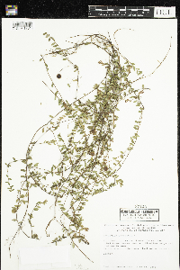 Vaccinium oxycoccos image