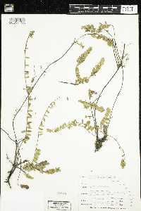 Vaccinium oxycoccos image