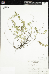 Vaccinium oxycoccos image