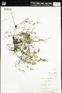 Vaccinium oxycoccos image