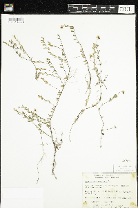 Vaccinium oxycoccos image