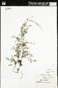 Vaccinium oxycoccos image