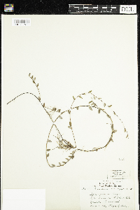 Vaccinium oxycoccos image