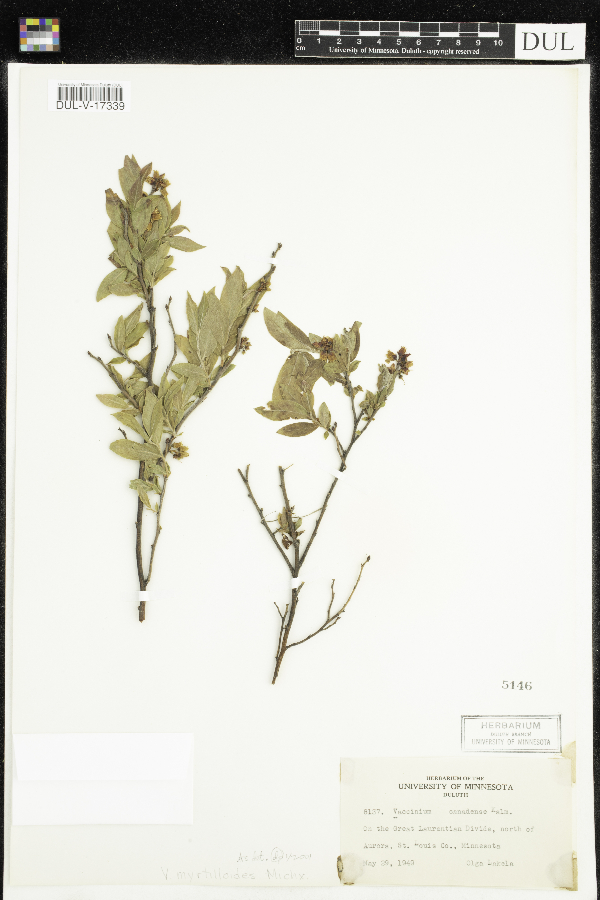 Vaccinium myrtilloides image
