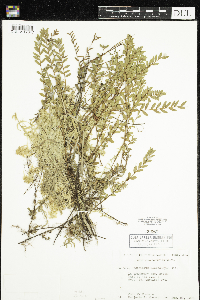 thumbnail image of current specimen
