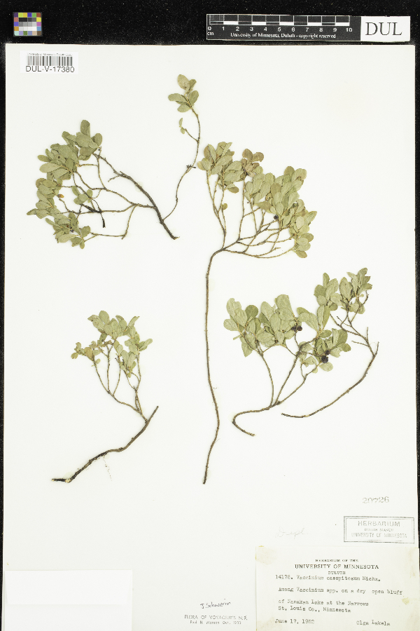 Ericaceae image