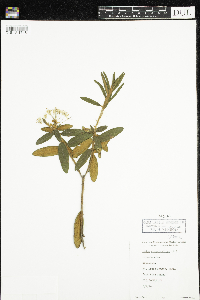 Rhododendron groenlandicum image