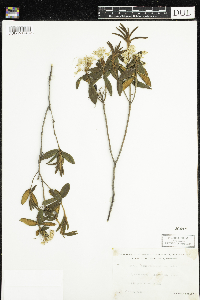 Rhododendron groenlandicum image