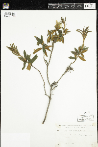 Rhododendron groenlandicum image