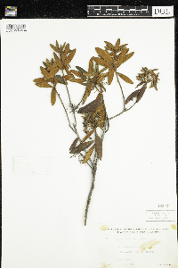 Rhododendron groenlandicum image
