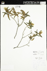 Rhododendron groenlandicum image