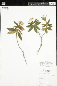 Rhododendron groenlandicum image