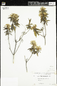 Rhododendron groenlandicum image