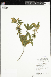 Rhododendron groenlandicum image