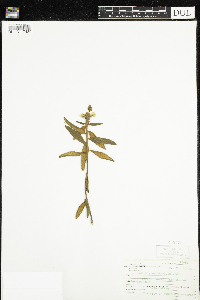 Rhododendron groenlandicum image