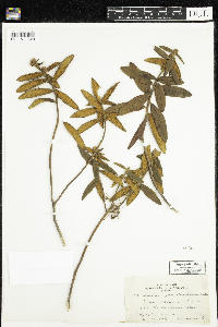 Rhododendron groenlandicum image