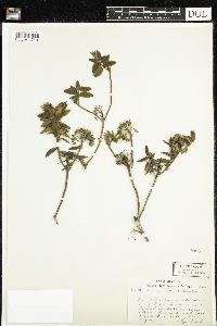 Rhododendron groenlandicum image