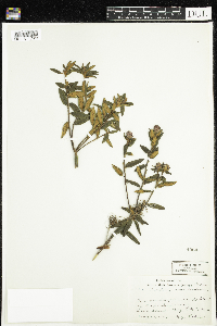 Rhododendron groenlandicum image