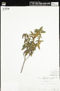 Rhododendron groenlandicum image