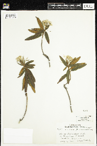 Rhododendron groenlandicum image