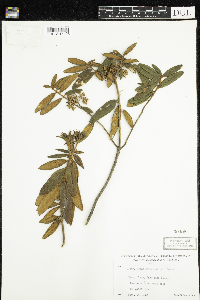 Rhododendron groenlandicum image