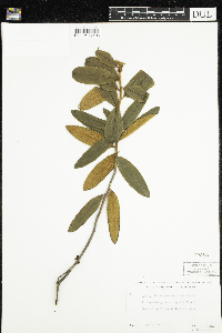 Rhododendron groenlandicum image