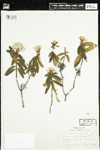 Rhododendron groenlandicum image