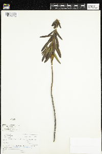 Rhododendron groenlandicum image