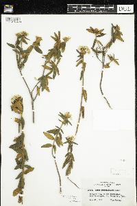 Rhododendron groenlandicum image