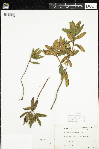 Rhododendron groenlandicum image