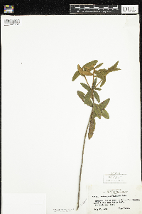 Rhododendron groenlandicum image